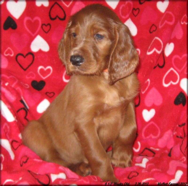 6th Born ~ AKC Irish Setter Puppy For Sale