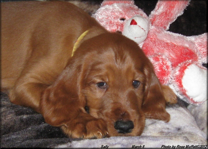 2nd Born ~ AKC Irish Setter Puppy For Sale