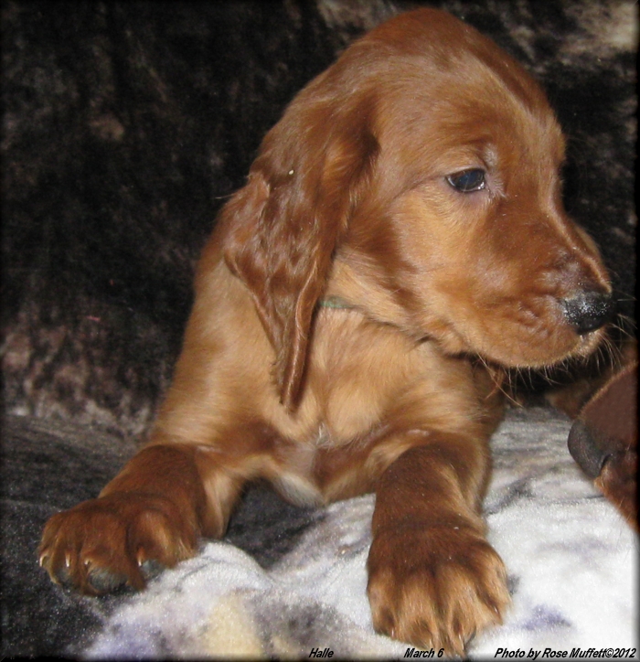 3rd Born ~ AKC Irish Setter Puppy For Sale