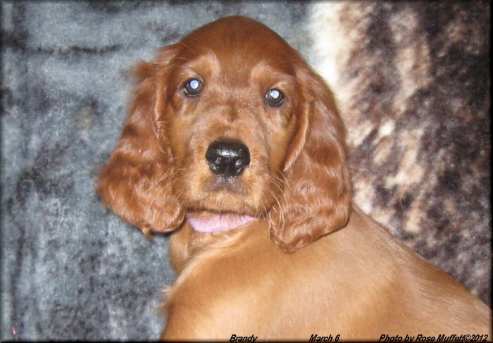 4th Born ~ AKC Irish Setter Puppy For Sale