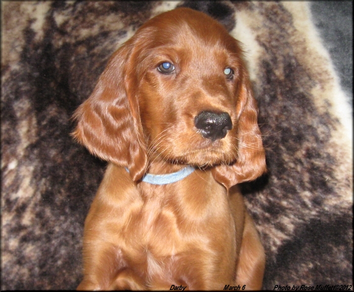 8th Born ~ AKC Irish Setter Puppy For Sale