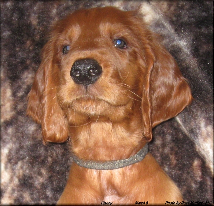 9th Born ~ AKC Irish Setter Puppy For Sale