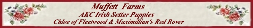 Banner for Irish Setter Puppies
