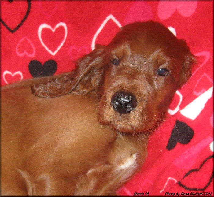 First Born ~ AKC Irish Setter Puppy For Sale