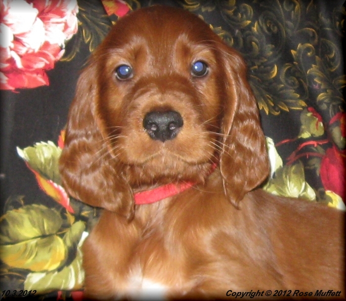 AKC Irish Setter Puppy For Sale