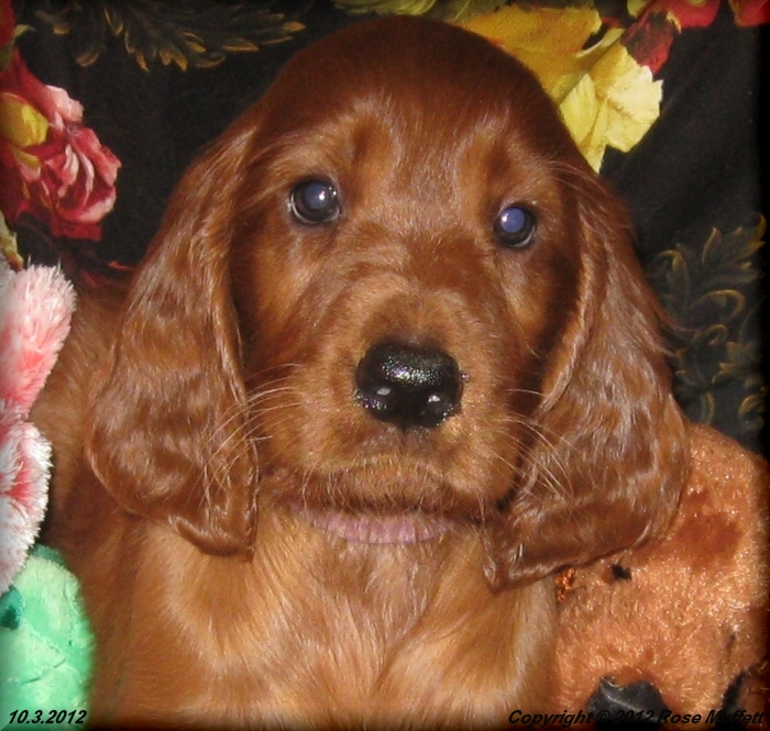 AKC Irish Setter Puppy For Sale