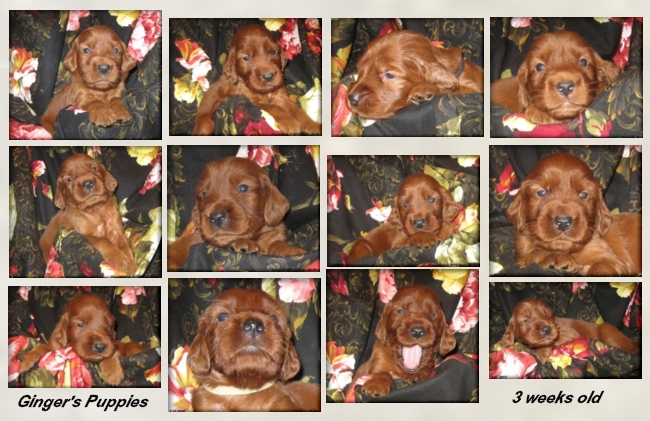 Ginger's Puppies