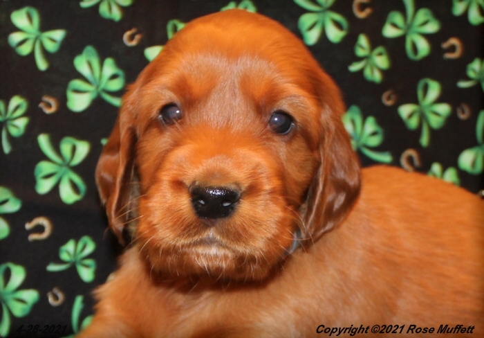 AKC Irish Setter Puppy For Sale