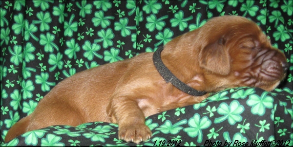 AKC Irish Setter Puppy