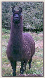 Click to view larger image of Dolly Llama (93069 bytes)
