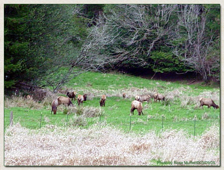 Roosevelt Elk March 9, 2005