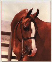 Click to go to Haapey Pico's Page at Arieana Arabians