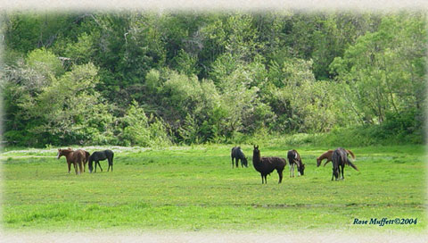 Pasture Setting at North Bend Farm