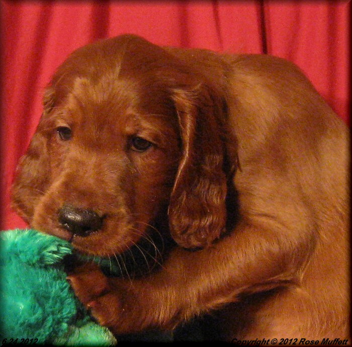 8th Born  ~ AKC Irish Setter Puppy