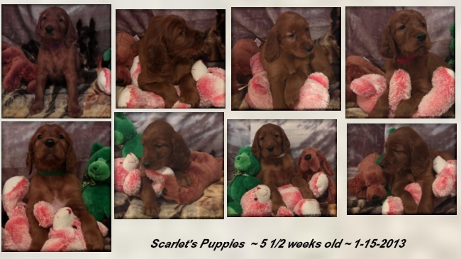 Scarlet's Puppies