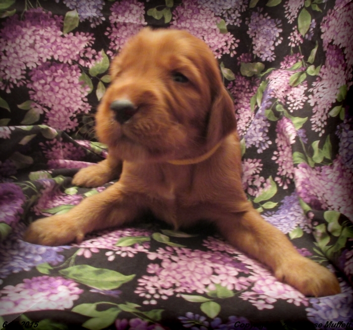AKC Irish Setter Puppy For Sale