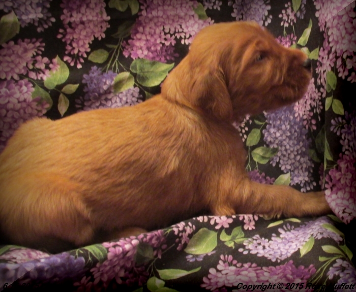 AKC Irish Setter Puppy For Sale