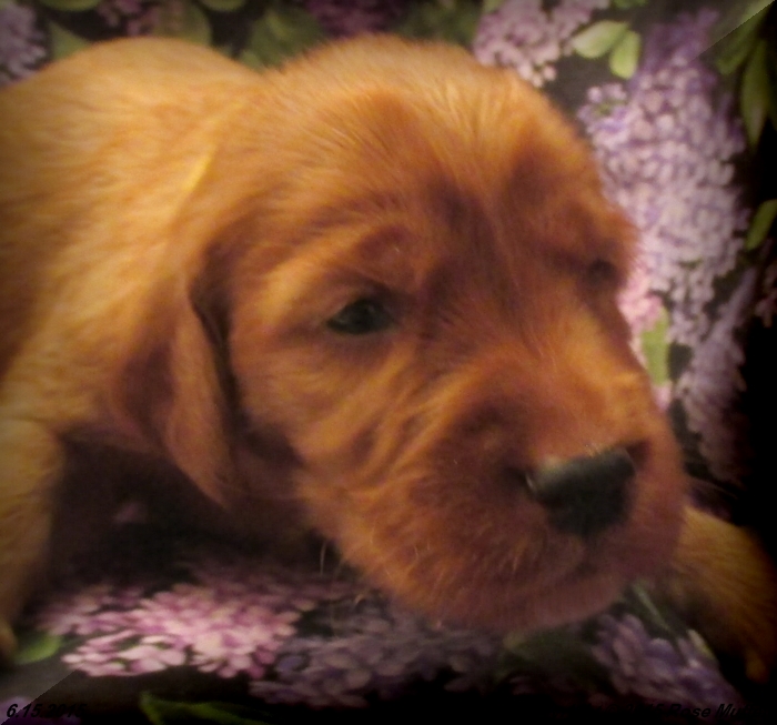 AKC Irish Setter Puppy For Sale