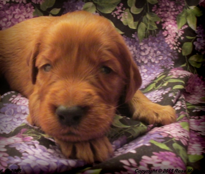 AKC Irish Setter Puppy For Sale