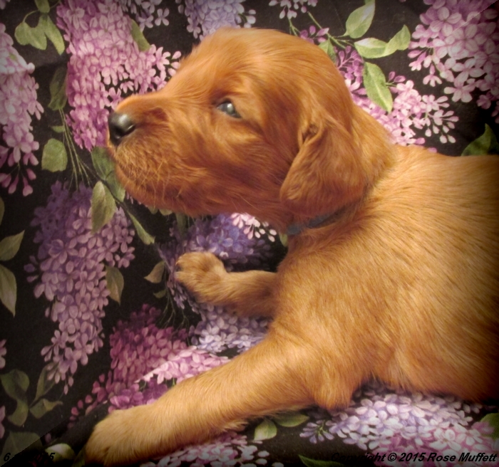 AKC Irish Setter Puppy For Sale