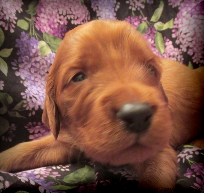 AKC Irish Setter Puppy For Sale