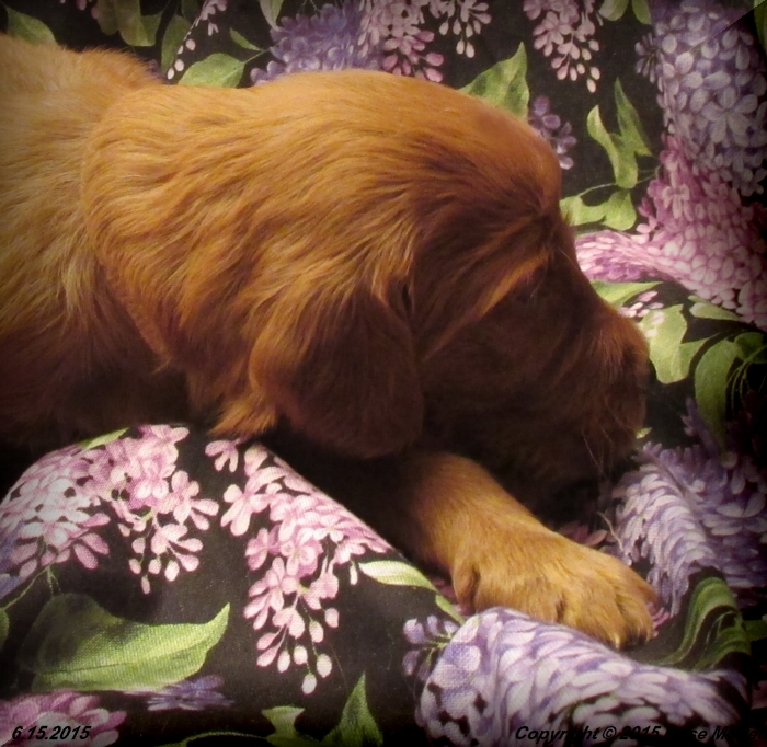 AKC Irish Setter Puppy For Sale