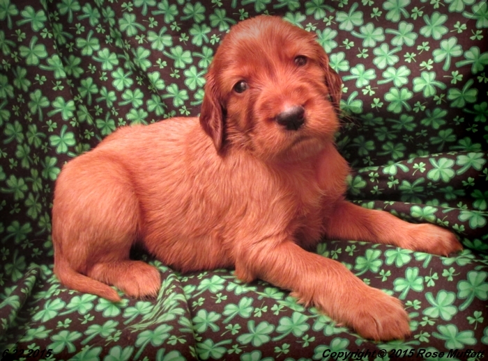 AKC Irish Setter Puppy For Sale