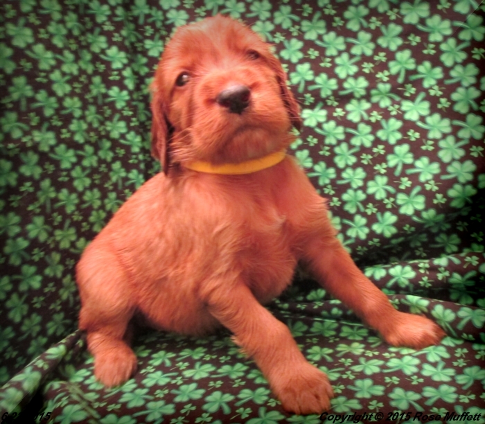 AKC Irish Setter Puppy For Sale