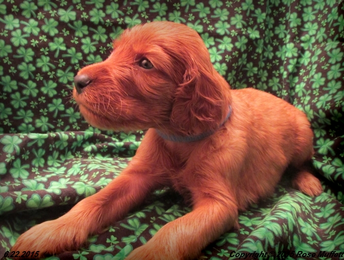 AKC Irish Setter Puppy For Sale