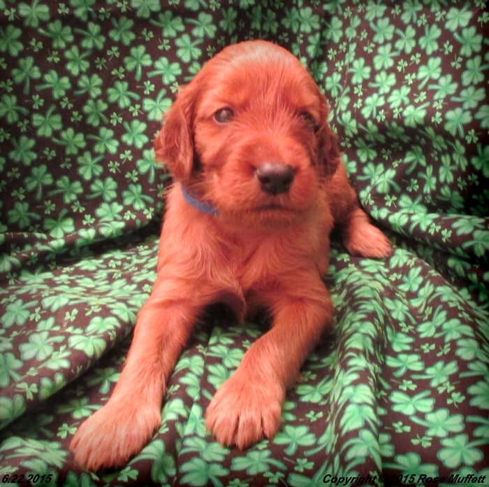 AKC Irish Setter Puppy For Sale