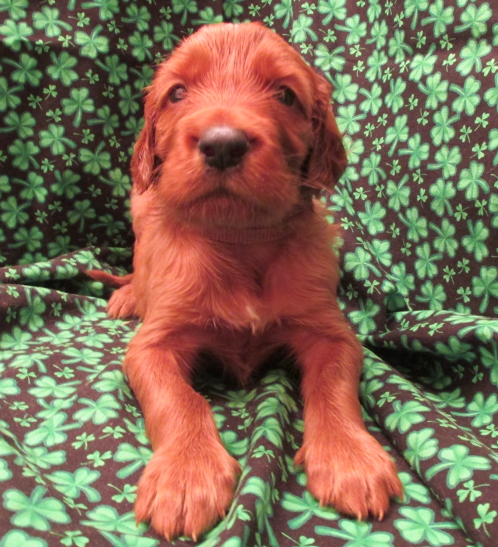 AKC Irish Setter Puppy For Sale