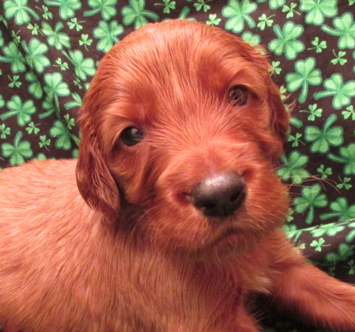 AKC Irish Setter Puppy For Sale