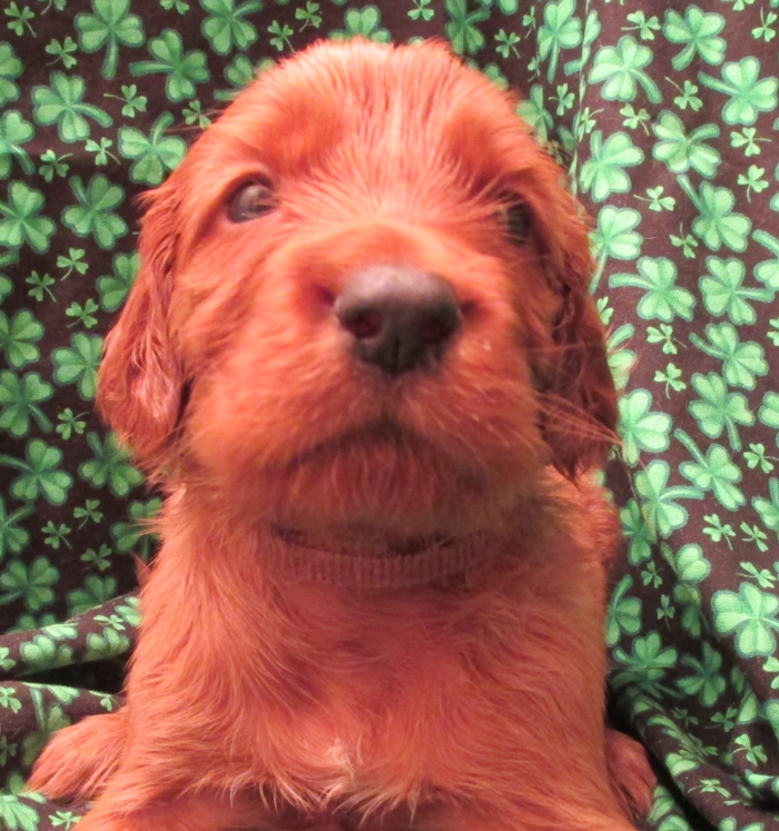 AKC Irish Setter Puppy For Sale