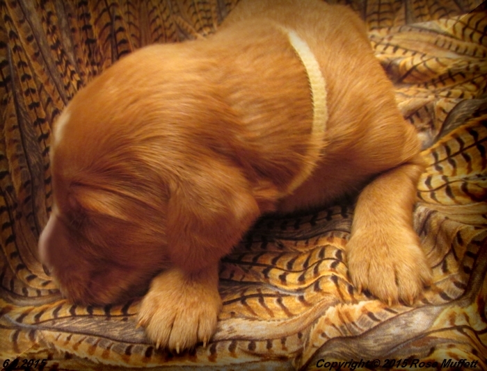 AKC Irish Setter Puppy For Sale