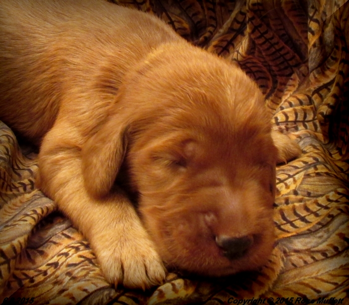 AKC Irish Setter Puppy For Sale