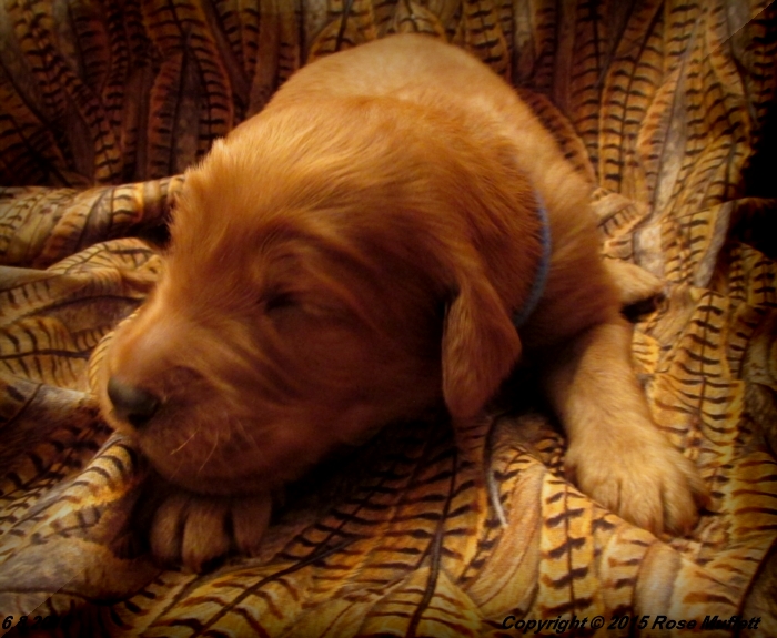 AKC Irish Setter Puppy For Sale