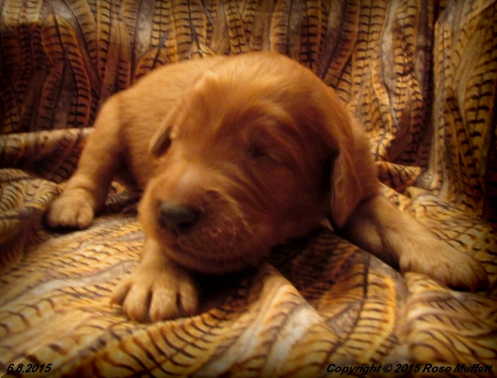 AKC Irish Setter Puppy For Sale