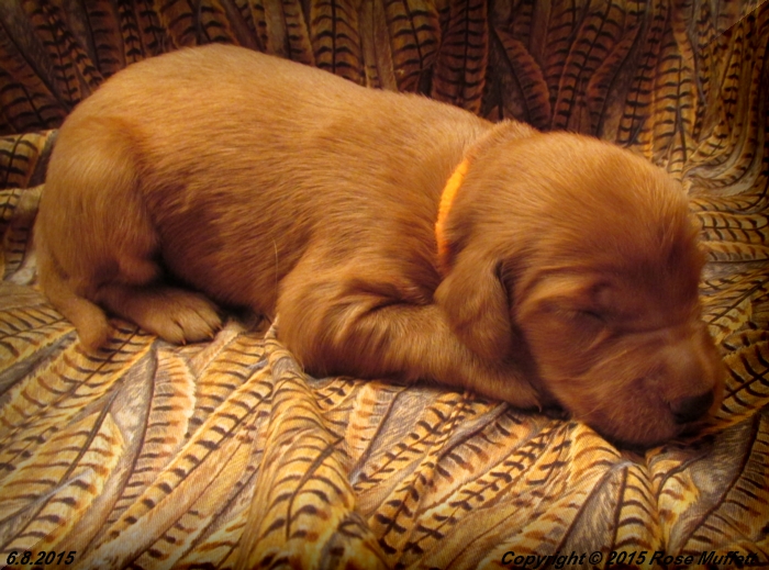 AKC Irish Setter Puppy For Sale