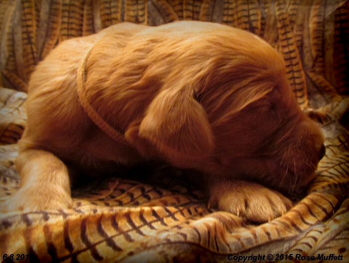 AKC Irish Setter Puppy For Sale