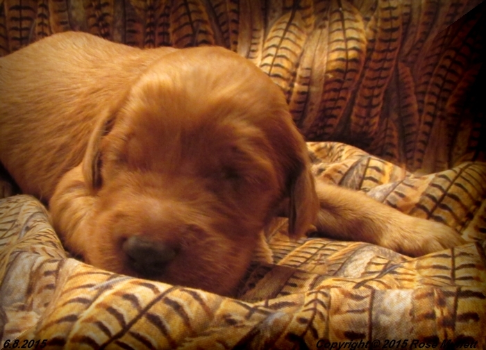 AKC Irish Setter Puppy For Sale