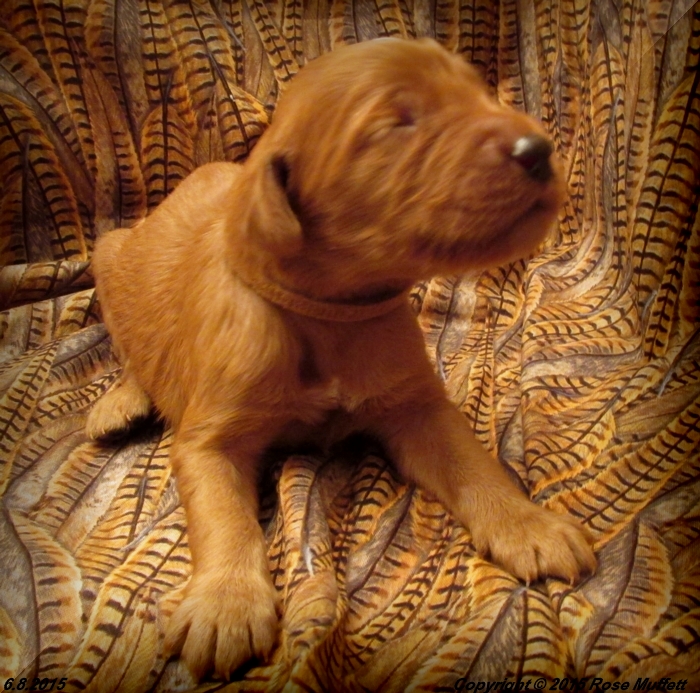 AKC Irish Setter Puppy For Sale