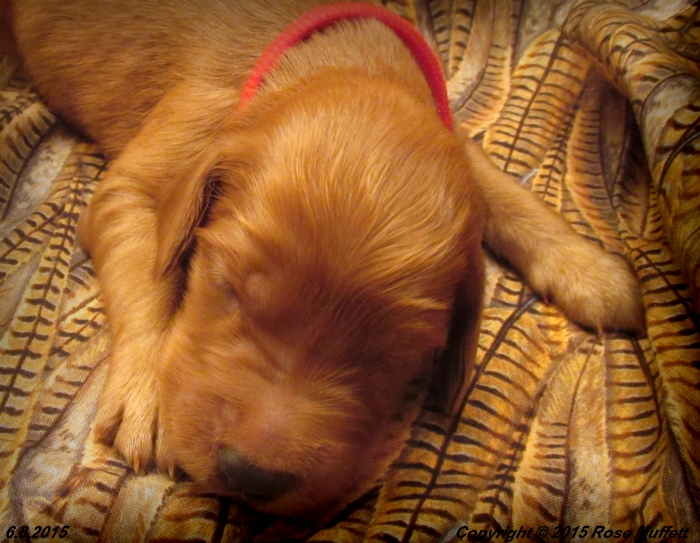 AKC Irish Setter Puppy For Sale