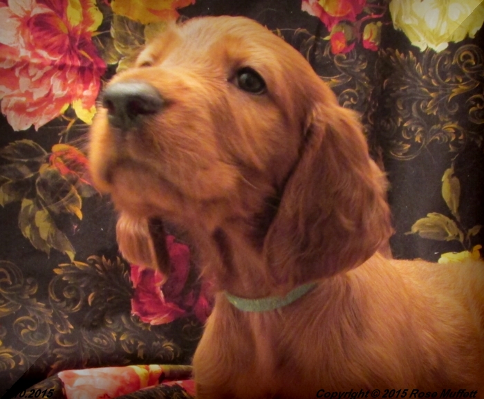 AKC Irish Setter Puppy For Sale