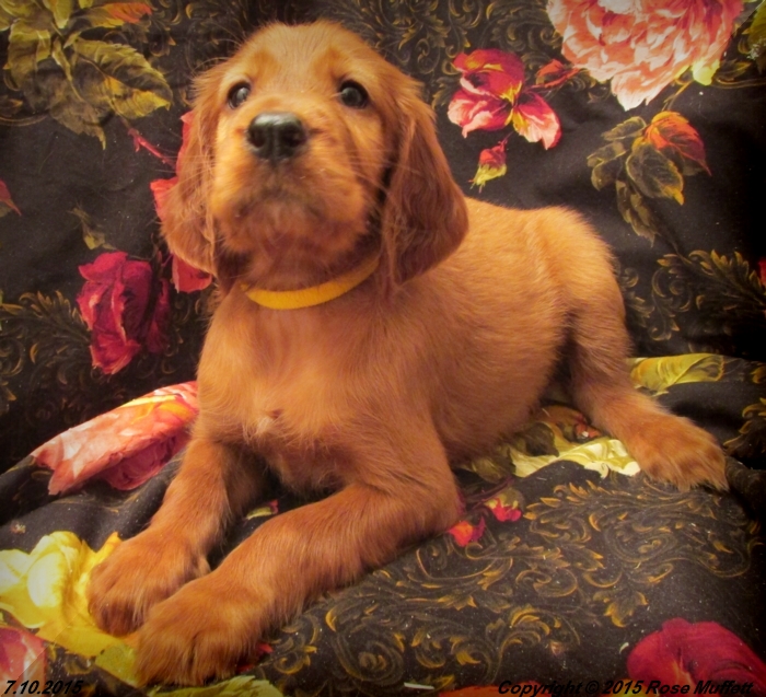 AKC Irish Setter Puppy For Sale