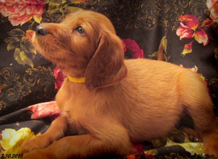 AKC Irish Setter Puppy For Sale