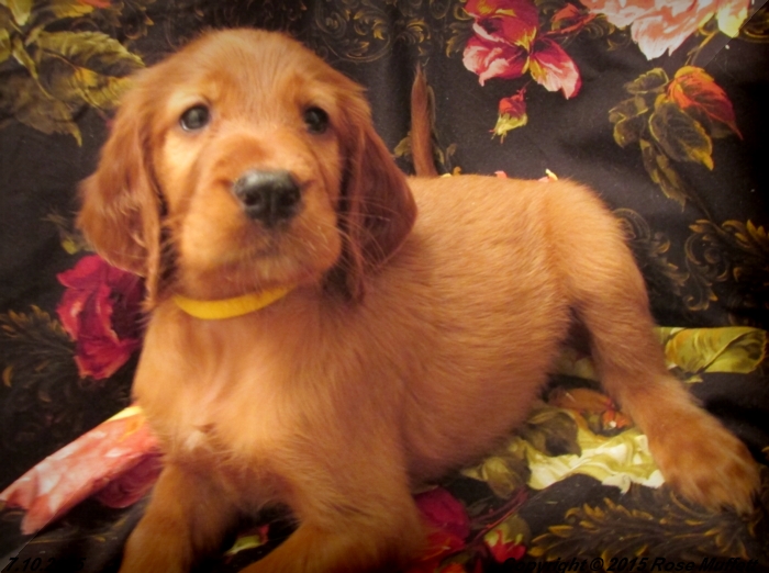 AKC Irish Setter Puppy For Sale