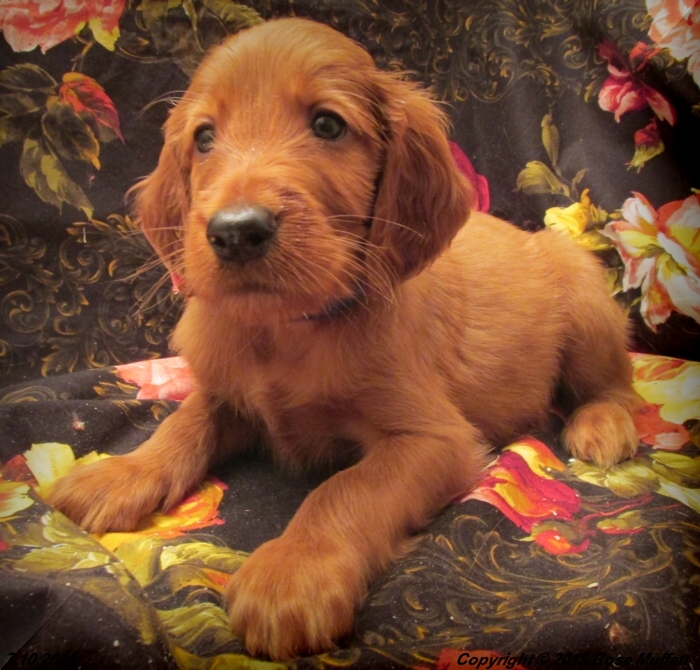 AKC Irish Setter Puppy For Sale