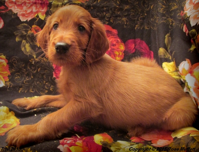 AKC Irish Setter Puppy For Sale