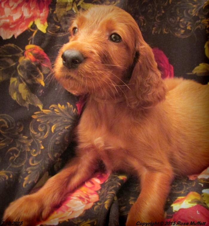 AKC Irish Setter Puppy For Sale