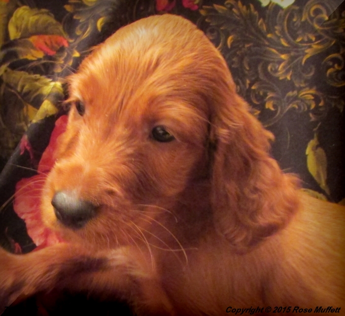 AKC Irish Setter Puppy For Sale